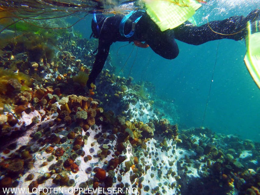 Summer Snorkeling With Grey Seals - Marine Wildlife Encounter