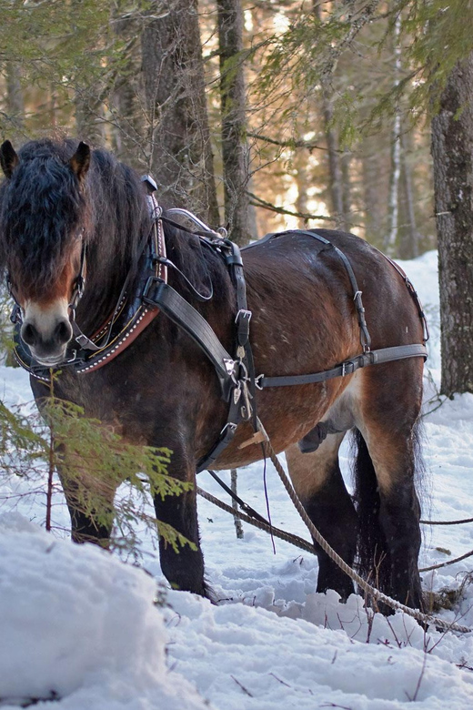 Sweden: Work in the Forest With Horses - Inclusions and Benefits