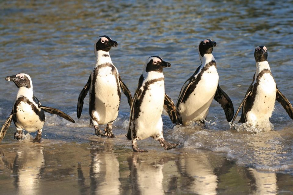 Swim With Penguins at Boulders Beach Penguin Colony - Experience Details