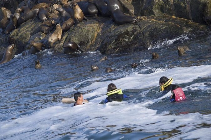 Swimming With Sea Lions in Islas Palomino Lima - What to Expect