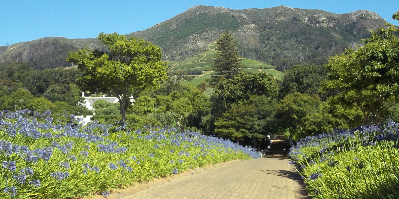 Table Mountain and Constantia Wine Tasting Private Tour - Important Considerations