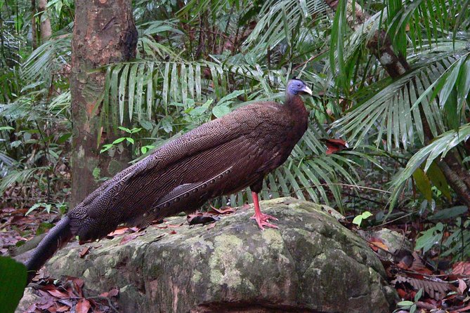 Taman Negara Day Tour With Canopy Walk - Tips for Your Visit