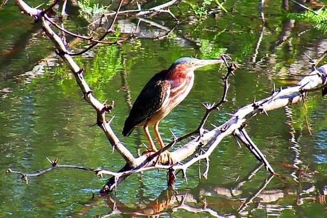 Tamarindo Kayak Estuary Mangrove Tour - Wildlife Sightings