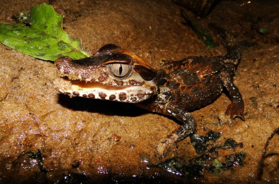 Tambopata: Search for Caimans in the Amazon | Night Tour | - Experience Highlights