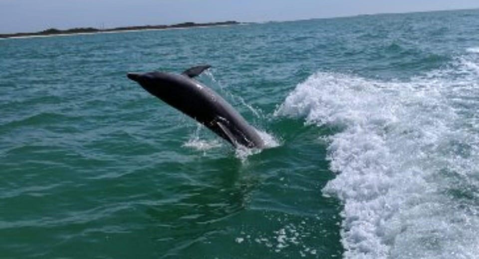 Tampa Bay: Dolphin Shelling Snorkeling Cruise - Inclusions and Exclusions