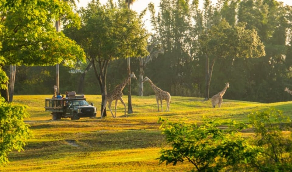 Tampa Bay: Serengeti Safari Tour - Important Information