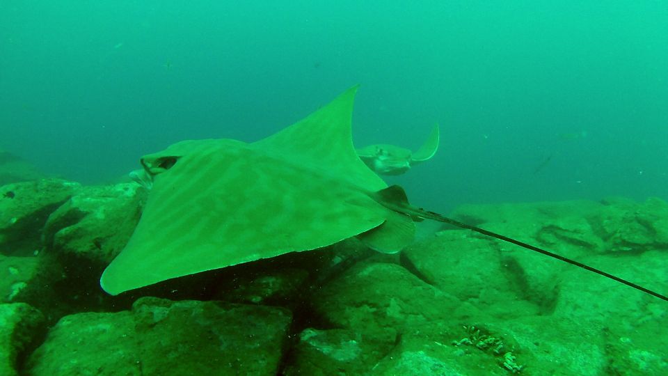 Tenerife: 2 Diving Sessions for Certified Divers - Logistics and Transportation