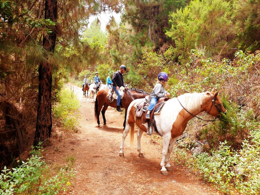 Tenerife: Guided Horseback Riding Tour to the Lomo Forest - Experience Details