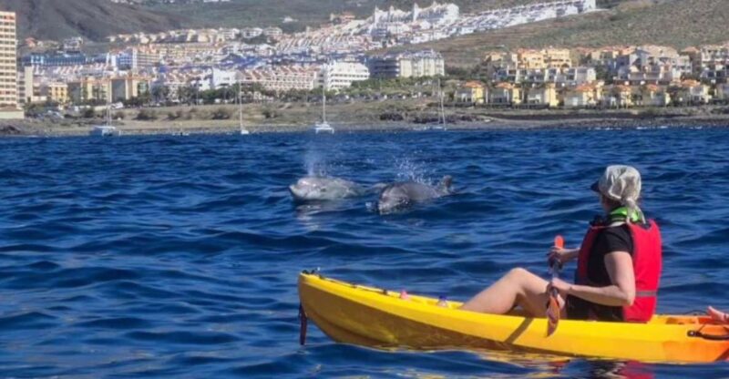 Tenerife: Kayak Safari and Sea Turtle Snorkeling - Guided Activities