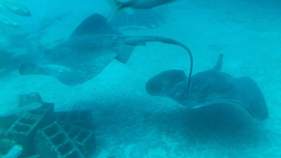 Tenerife Los Gigantes: 50 Minutes Submarine Dive - Marine Life Highlights