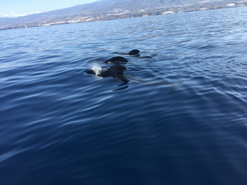 Tenerife: Sailing Excursion With Whale and Dolphin Watching - Wildlife Encounters