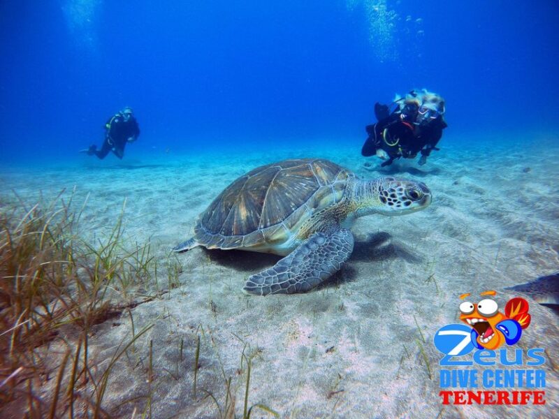 Tenerife Scuba Diving for Certified Divers - Group Size and Instructor Details