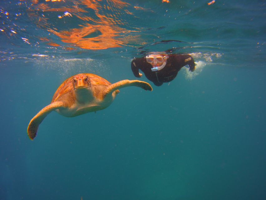 Tenerife: Snorkel With Turtles - Inclusions and Equipment