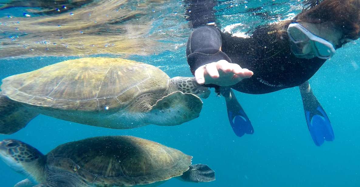 Tenerife: Snorkeling Trip in a Turtle Habitat - Included Amenities and Equipment