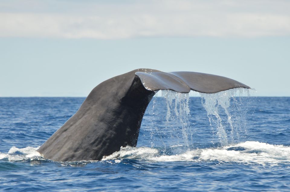 Tenerife: Whale and Dolphin Watching Boat Tour - Experience Highlights