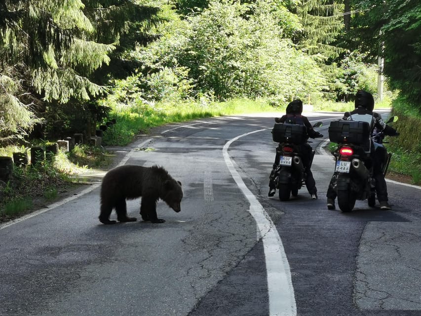 The Best Road in the World, Poenari Fortress, Glacial Lake - Unique Wildlife Experiences