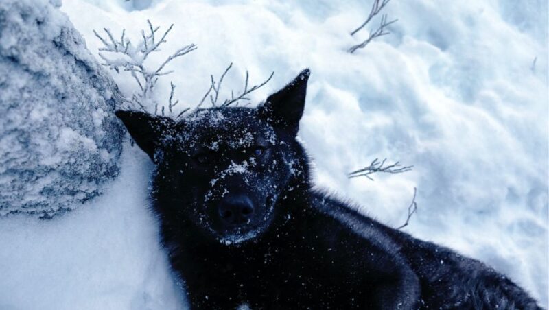 The Cuddly Wolf - Private Tour - Wildlife and Human Interaction