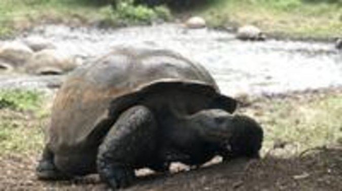 The Galapagos Giant Tortoise Experience | Los Gemelos | Shared - Los Gemelos Volcanic Formations