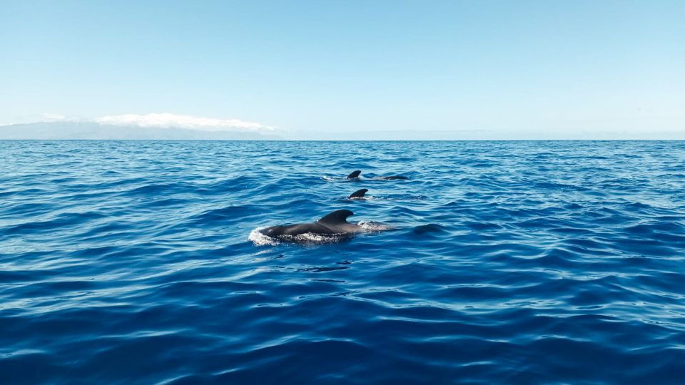 The Giants: Whales and Dolphin Watching Cruise With Lunch - Wildlife Sightings