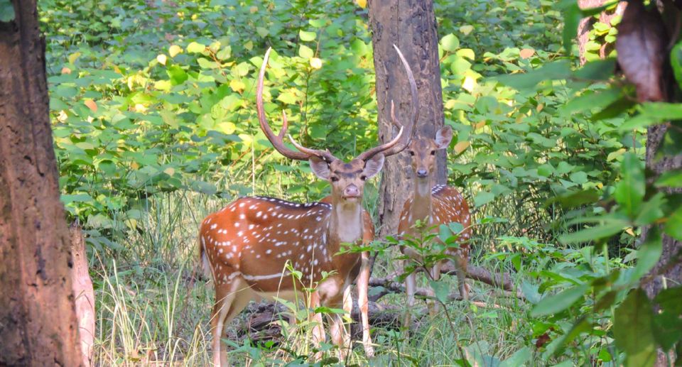 Tiger Tracking Wildlife Safari Tour in Bardia - Itinerary Highlights