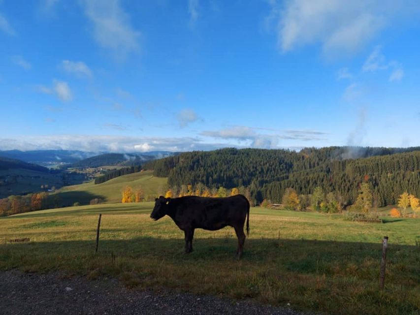 Titisee-Neustadt: Schwärzenbach Guided Segway Tour - Inclusions and Exclusions