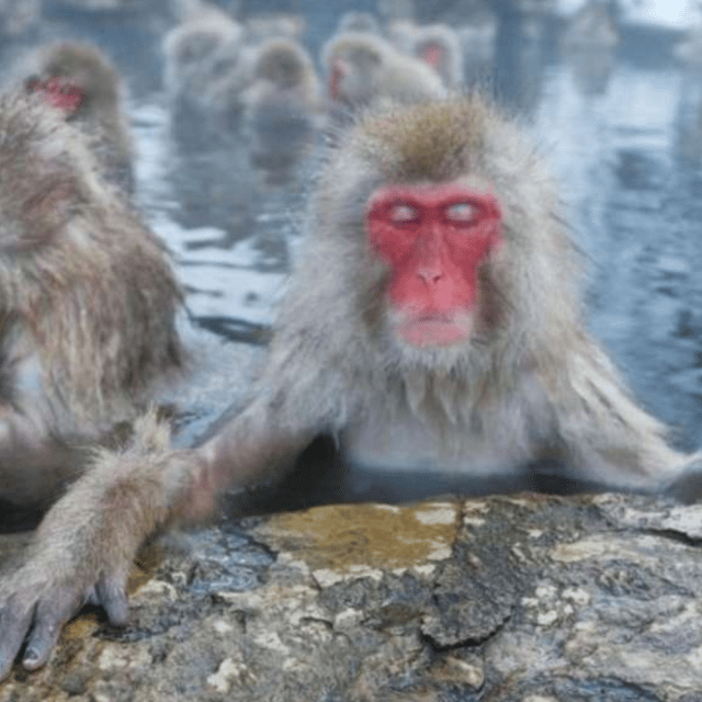 Tokyo: A Memorabele Snow Monkey Park and Zenkoji Temple Tour - Booking and Cancellation Policy