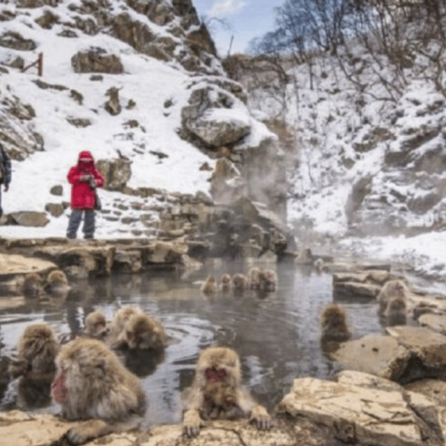 Tokyo: Luxury Snow Monkey Park Private Tour In Land Cruiser - Snow Monkey Park Experience