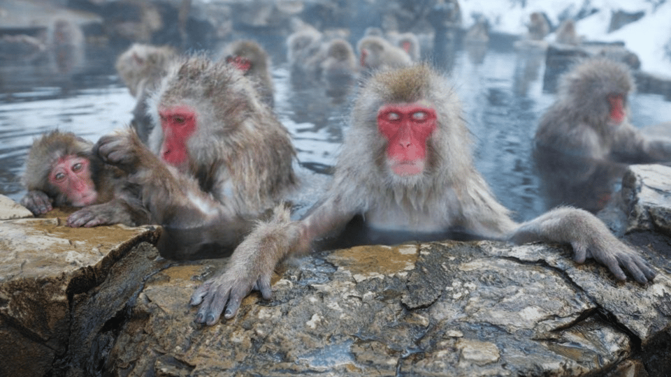 Tokyo: Snow Monkey Park & Zenkoji Temple Private Day Tour - Transportation and Amenities