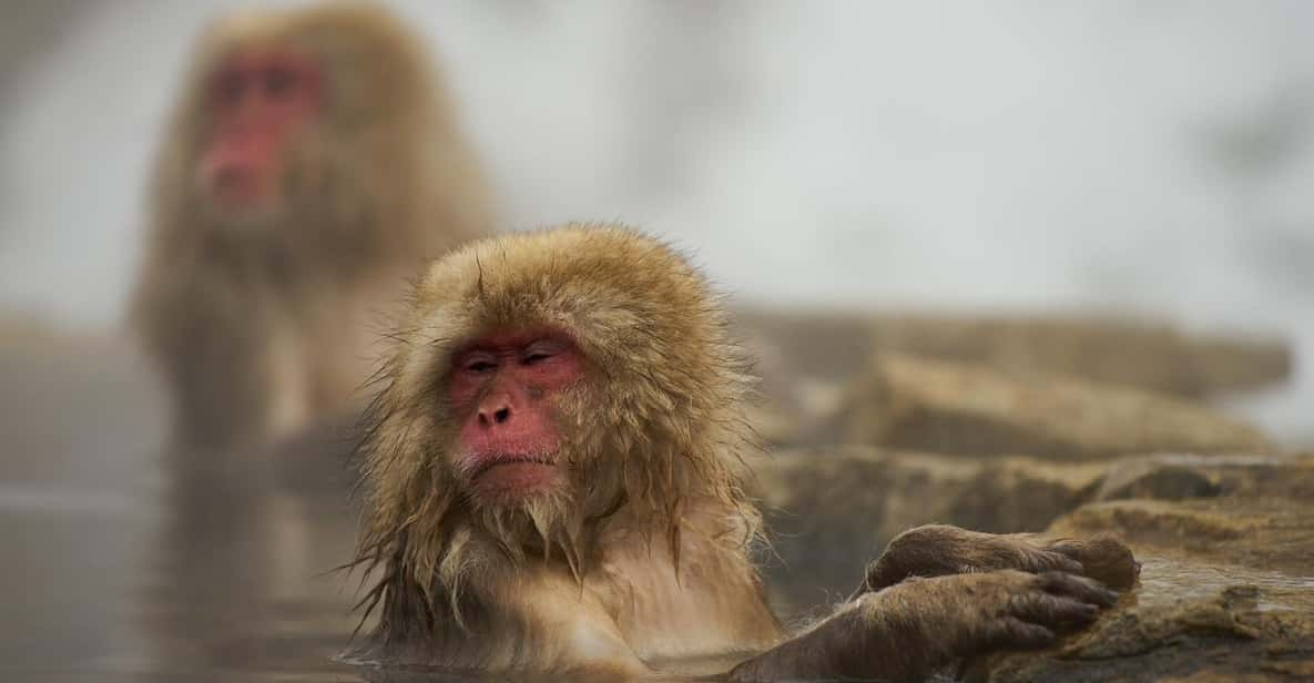 Tokyo to Nagano Snow Monkey Park & Shibu Onsen Private Tour - Transportation and Guide Services