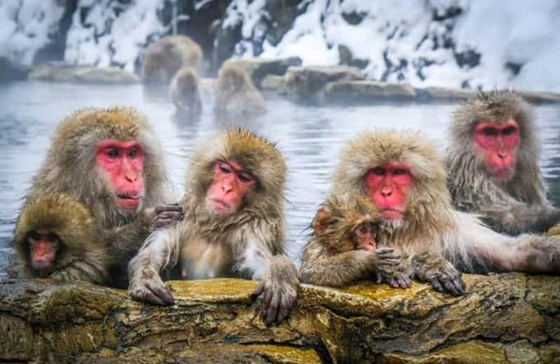 Tokyo To Nagano (Snow Monkey Zenkoji Temple Private Tour) - Itinerary Customization