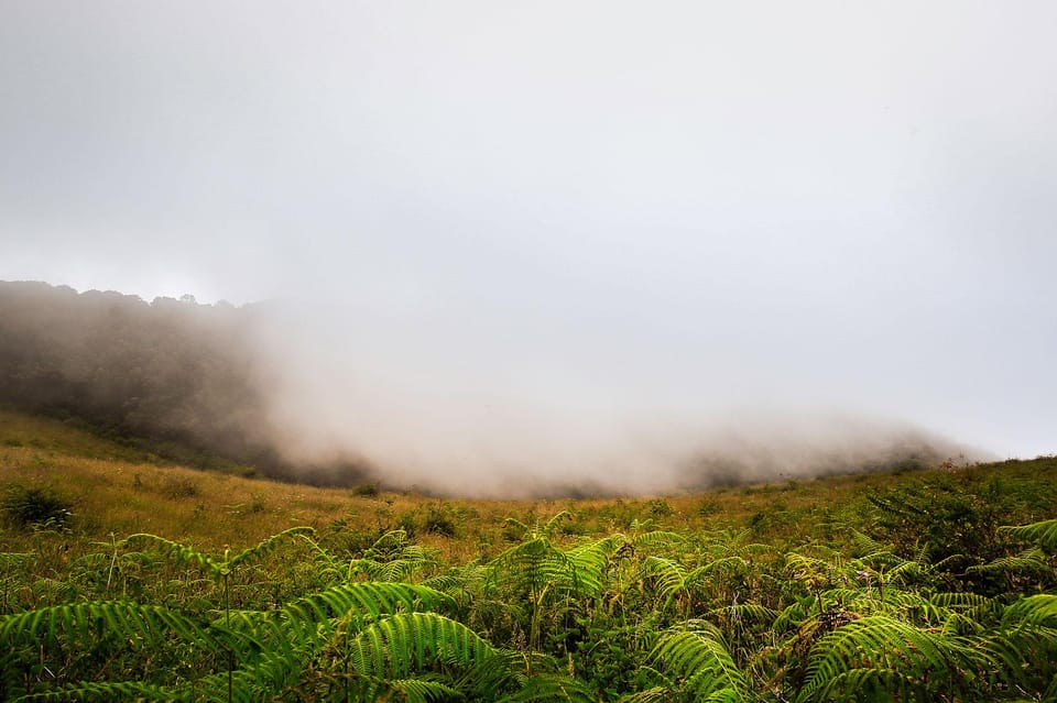 Trek at Doi Inthanon National Park & Pha Dok Siew Trail Trek - Trekking Experience