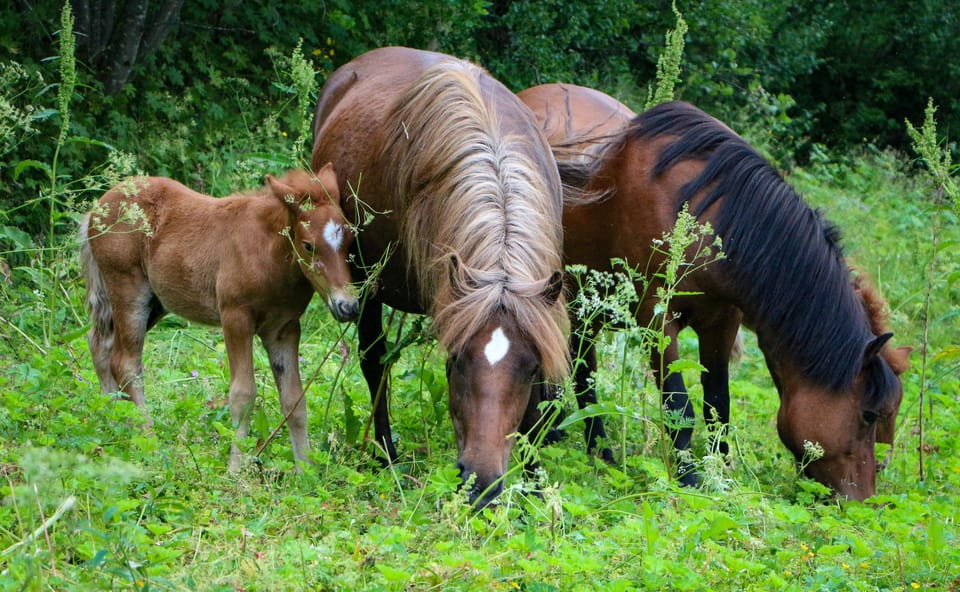 Tromsø: Evening Horseriding Experience - Inclusions and Amenities