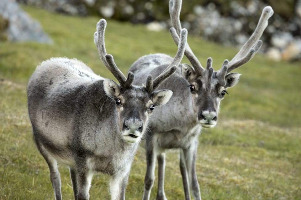 Tromso: Fjord Arctic Adventure Expedition - Customer Ratings and Reviews