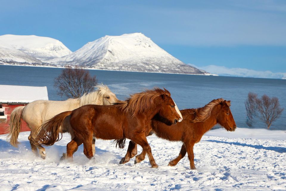 Tromsø: Lyngen Horse Stud Farm Visit - Meeting Location and Safety