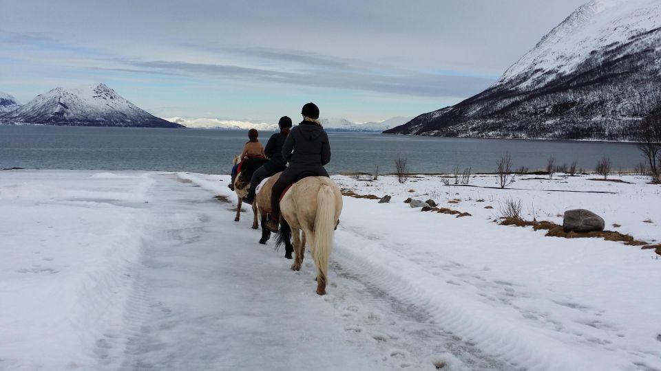 Tromsø: Lyngen Horseback Riding Experience - Participant Requirements