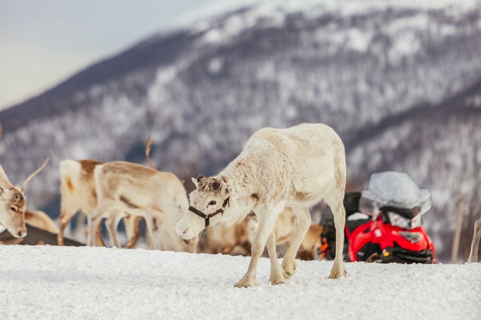 Tromsø: Reindeer Sledding & Feeding With a Sami Guide - Pricing Information