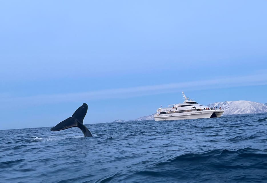 Tromsø Whale Safari With MS Gabriele - Vessel Information