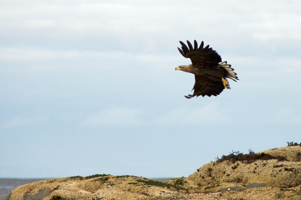 Tromsø: Winter Sea Kayaking Tour With Wildlife Sightings - Safety Measures and Equipment