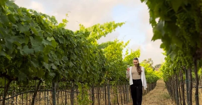 Tropea: Wine and Food Tasting - Winery Visit and Olive Grove