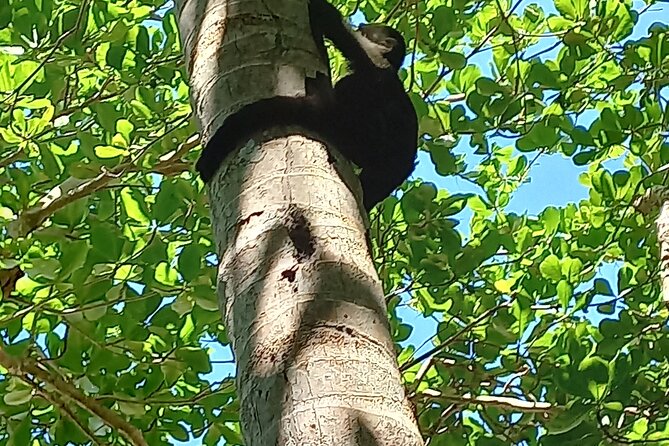 Tropical Hike in the Gandoca-Manzanillo Wild Life Refuge - Inclusions and Accessibility