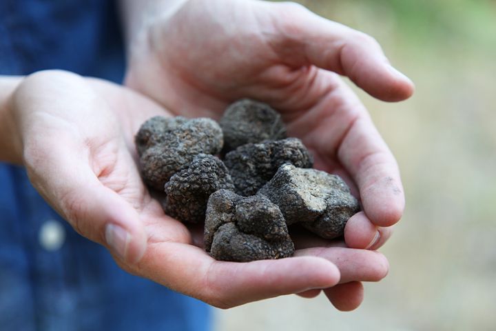 Truffle Hunting in Provence - How to Book Your Adventure