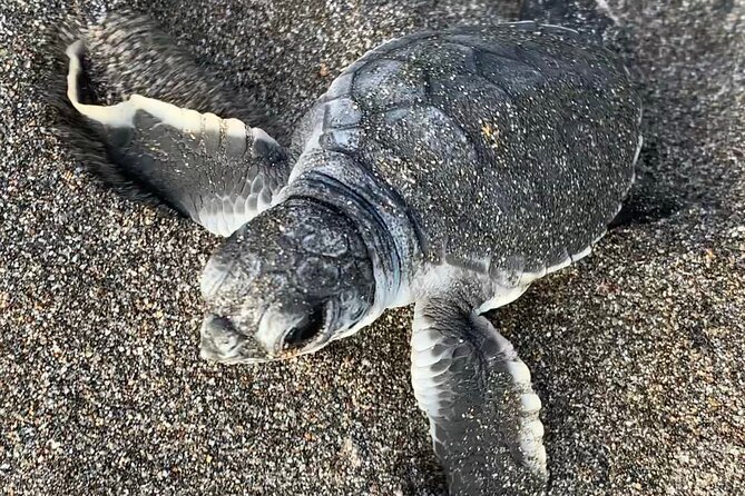 Turtle Watching in Their Natural Habitat in Tortuguero - Cancellation Policy and Refunds