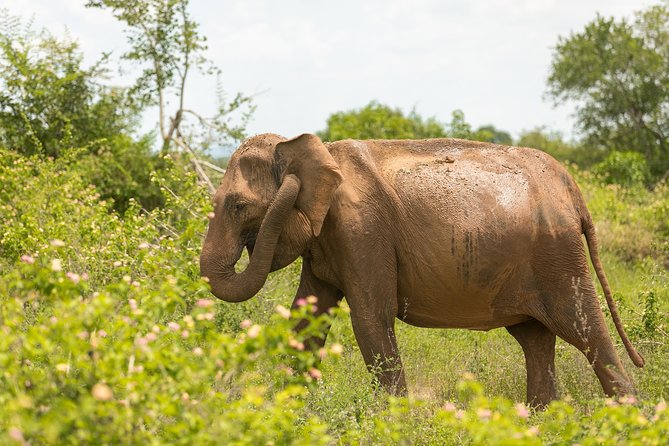 Udawalawe National Park Safari | From Ella - Meeting Points