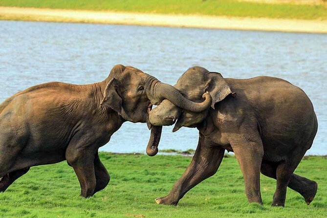 Udawalawe National Park Safari From Weligama - Meeting and Pickup Details