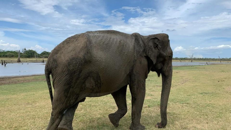 Udawalawe National Park Wildlife Safari From Kaluthara - Wildlife and Park Features