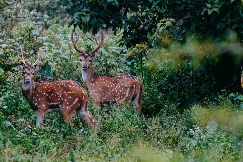 Udawalawe : Udawalawa National Park Half Day Safari Tour - Included in the Tour