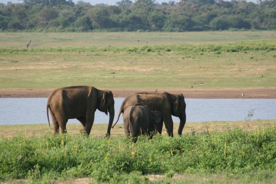 Udawalawe: Udawalawe Wild Safari Tours - Wildlife and Endemic Species