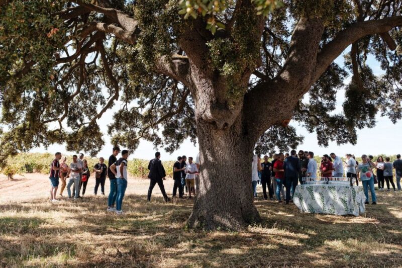 Valencia: Winery Visit With Vineyard Tour & Wine Tasting - Pricing and Cancellation Policy