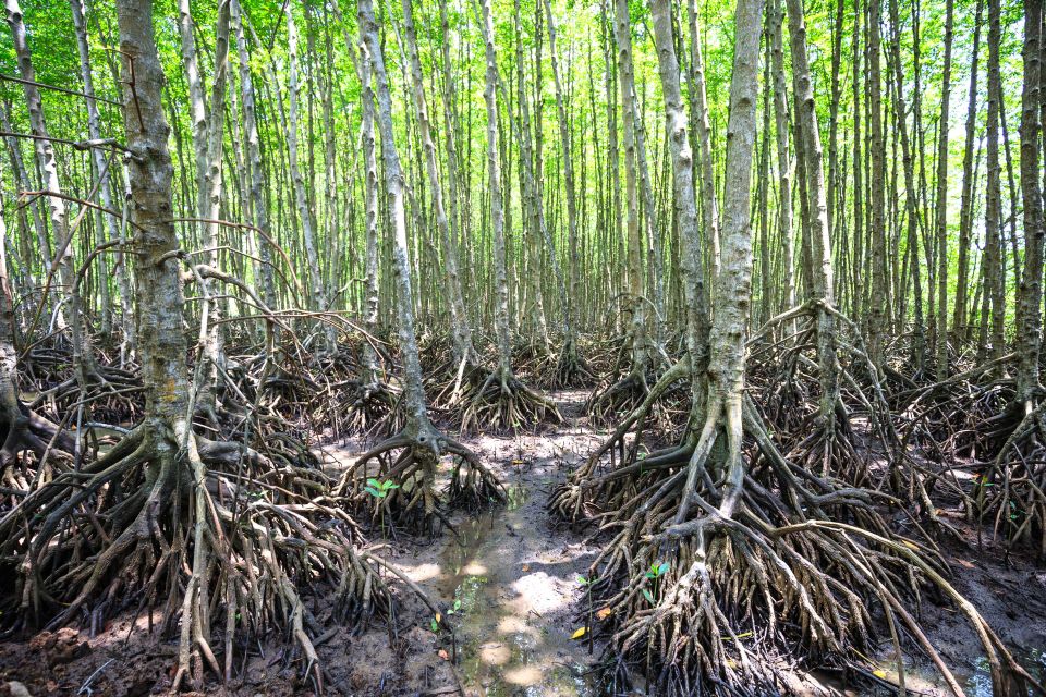 Vam Sat Mangrove Forest Private Tour From Ho Chi Minh City - Tour Highlights and Activities