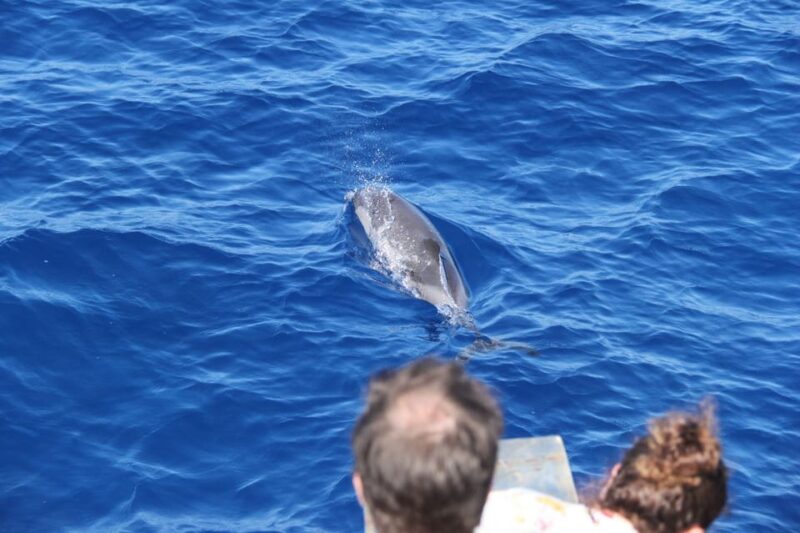 Varazze: Pelagos Sanctuary Wildlife Cruise With Guide - Onboard Experience